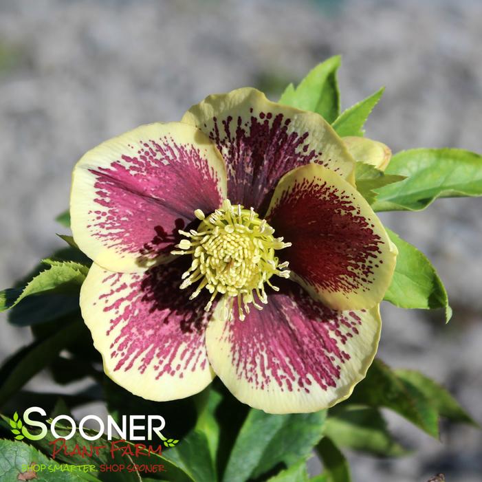 HONEYMOON® RIO CARNIVAL LENTEN ROSE