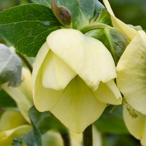 Helleborus x 'Spanish Flare'