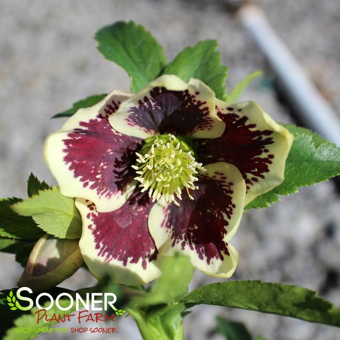 HONEYMOON® ROMANTIC GETAWAY LENTEN ROSE