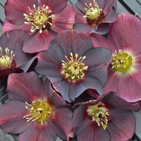 HONEYMOON® ROME IN RED LENTEN ROSE