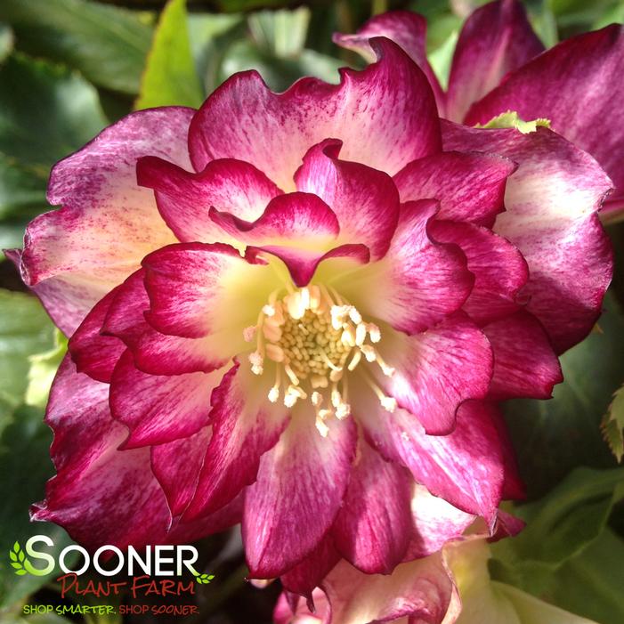 ROSE QUARTZ WINTER JEWELS™ LENTEN ROSE