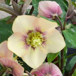 HONEYMOON® SANDY SHORES LENTEN ROSE