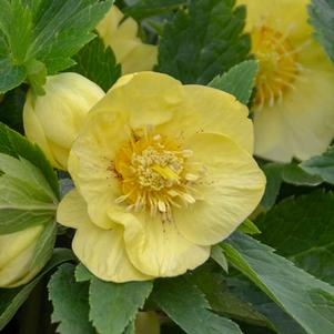 Helleborus x 'California Dreaming'