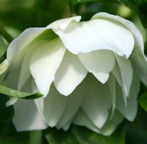 SPARKLING DIAMOND WINTER JEWELS™ LENTEN ROSE