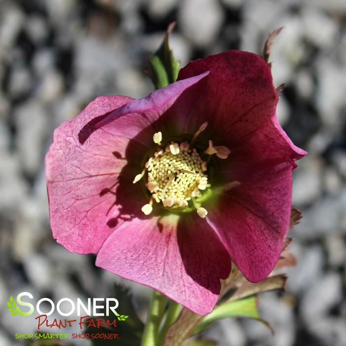 SUNSHINE SELECTIONS LENTEN ROSE