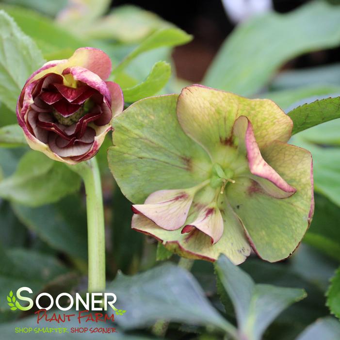 HONEYMOON® TROPICAL SUNSET LENTEN ROSE