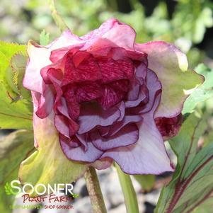 Helleborus x 'Blushing Bridesmaid'