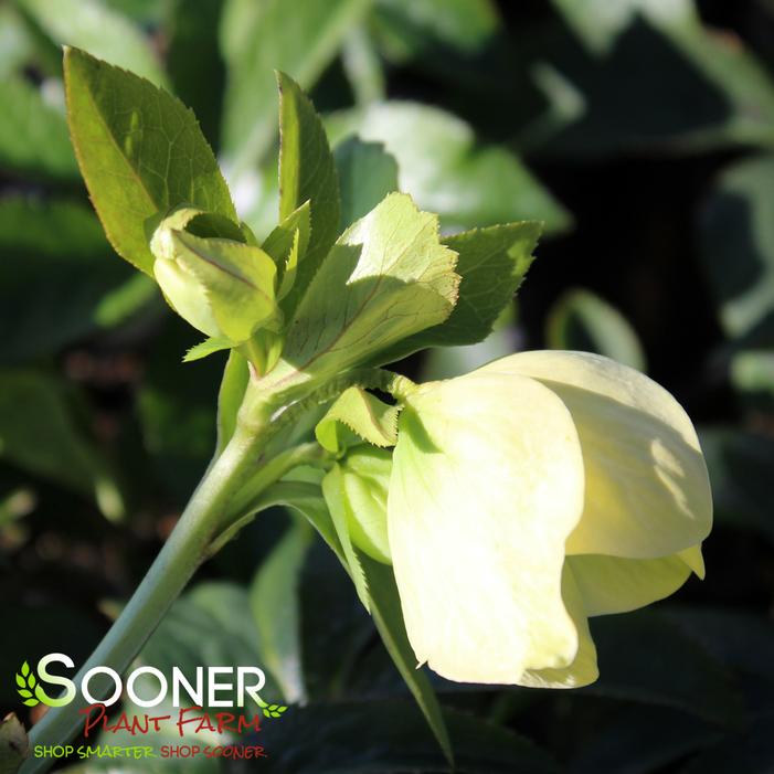 WEDDING PARTY® WEDDING BELLS LENTEN ROSE