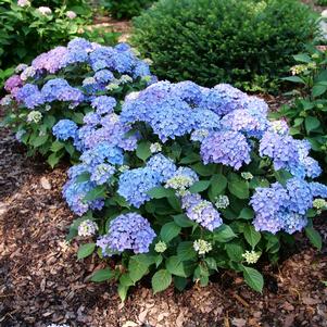 Hydrangea macrophylla 'SMNHMTB'