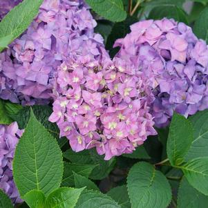 Hydrangea x 'SMNHSC'