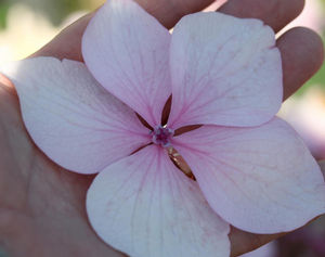 LET'S DANCE DIVA!® HYDRANGEA