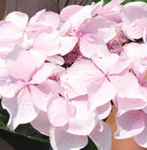 LET'S DANCE DIVA!® HYDRANGEA