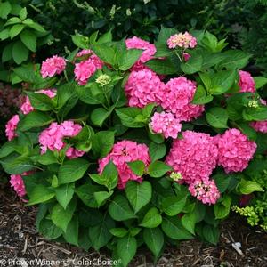 LET'S DANCE® RAVE® HYDRANGEA