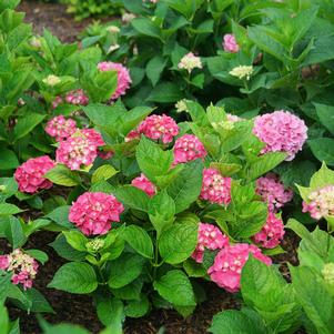 Hydrangea macrophylla 'SMNHMP'