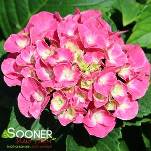 Hydrangea macrophylla 'Stagrum'