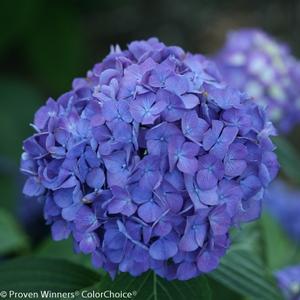 LET'S DANCE® RAVE® HYDRANGEA