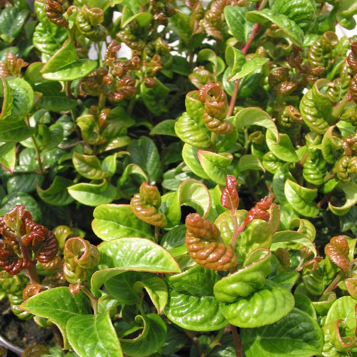 CURLY RED LEUCOTHOE