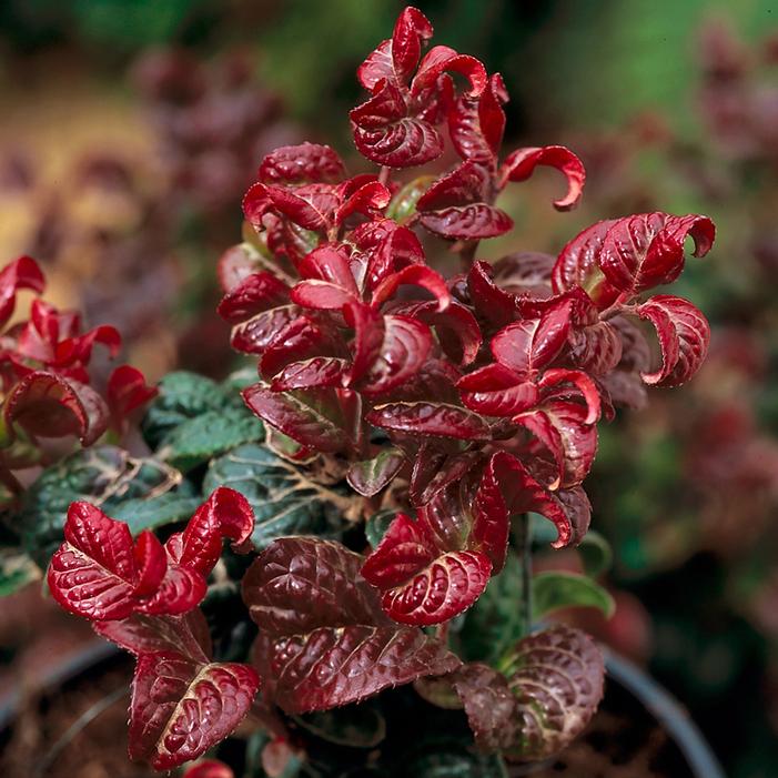 CURLY RED LEUCOTHOE