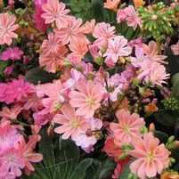 RAINBOW MIX LEWISIA