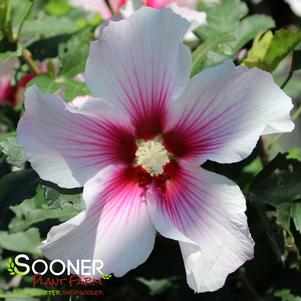 Hibiscus syriacus 'Minsywhi07'