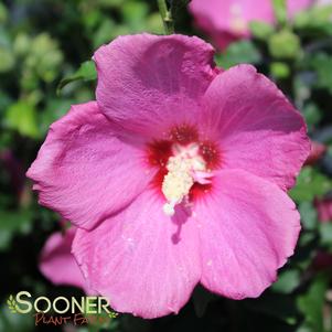 Hibiscus syriacus 'SHIMRR38'
