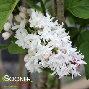 Syringa vulgaris 'Beauty of Moscow'