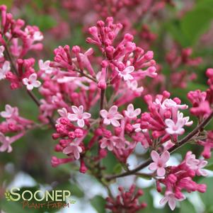 Syringa x 'Bailbelle'