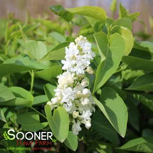 Syringa vulgaris 'Fiala Remembrance'