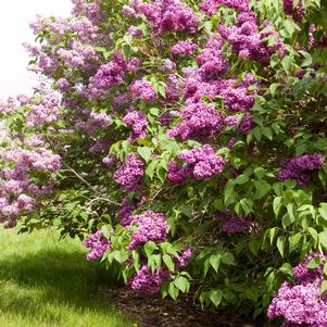 Syringa vulgaris 'Monge'