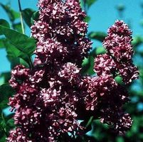 CHARLES JOLY LILAC