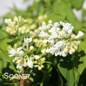 Syringa vulgaris 'Primrose'