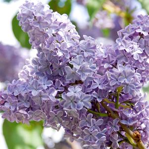 Syringa vulgaris 'President Lincoln'