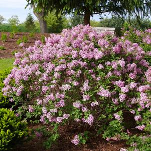 Syringa x pubescens 'SMNSPTP'