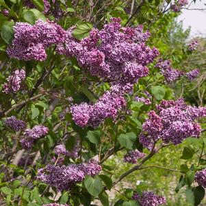 Syringa vulgaris 'Sensation'