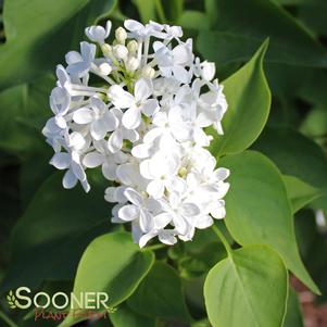 Syringa x oblata 'Betsy Ross'