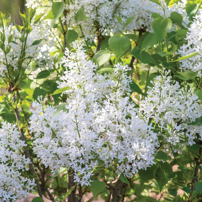 NEW AGE™ WHITE LILAC
