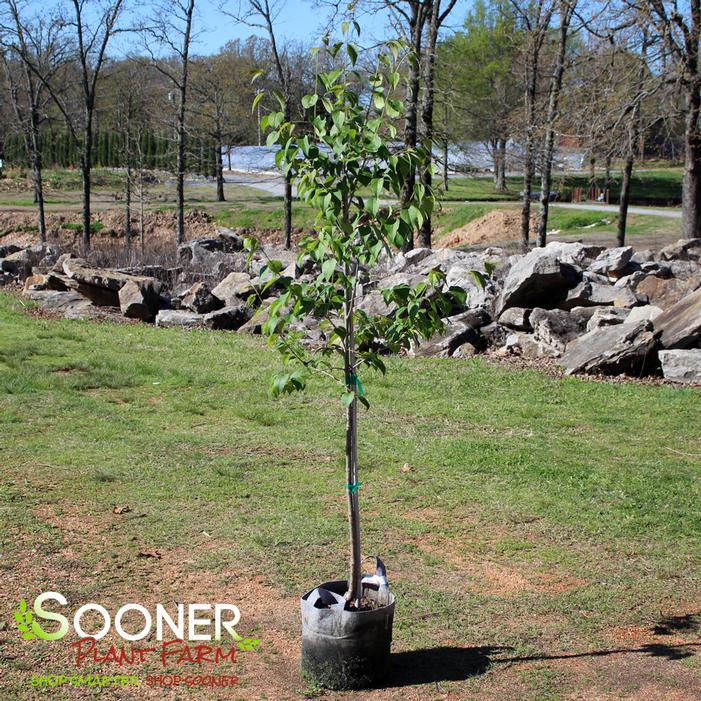 Image property of Sooner Plant Farm, Inc.