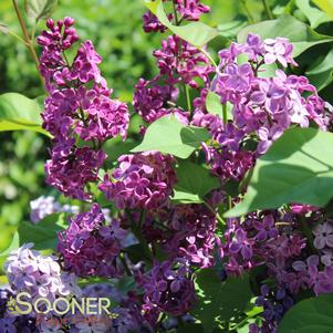 Syringa x hyacinthiflora 'Declaration'