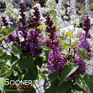 Syringa x 'Bailbridget'