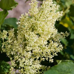 Syringa reticulata 'Bailnce'