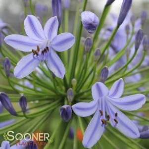 Agapanthus africanus ''