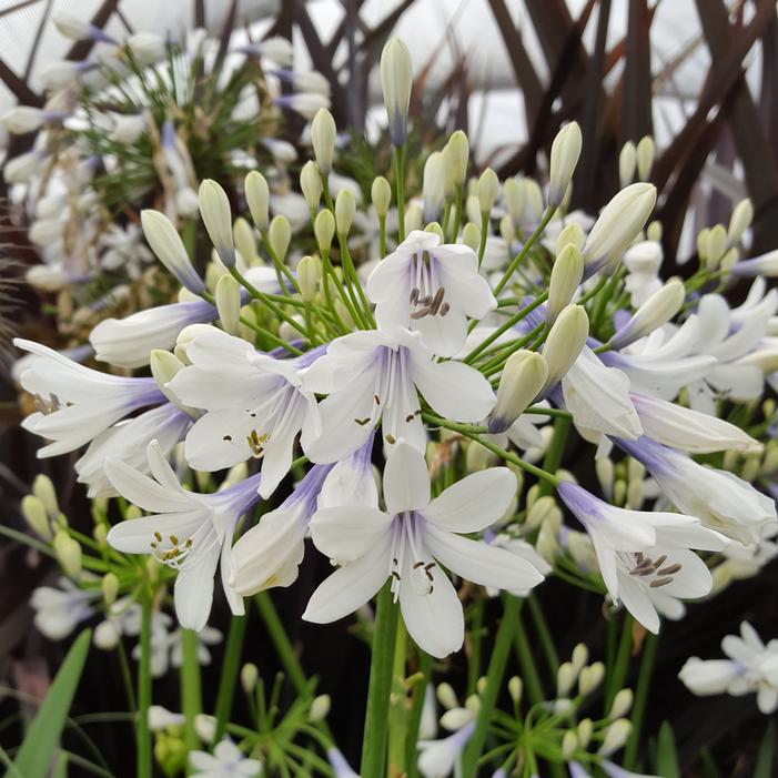 INDIGO FROST™ DWARF LILY OF THE NILE