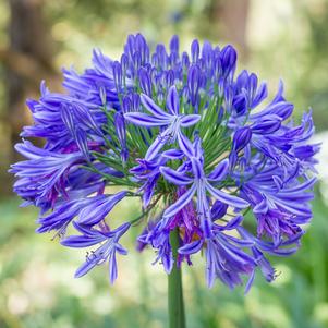 Agapanthus x 'Headbourne'