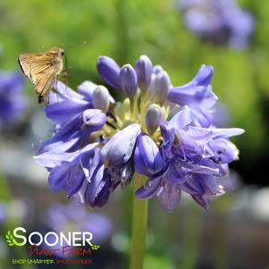 Agapanthus x 'Galaxy Blue'