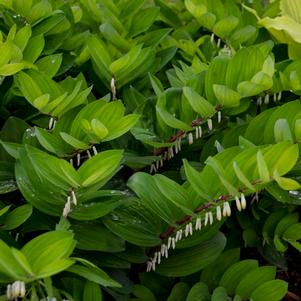 Polygonatum odoratum 'Ruby Slippers'