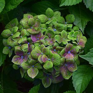 Hydrangea macrophylla 'COF-HM2'