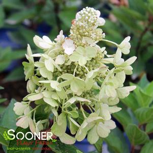 Hydrangea paniculata 'Kolmavesu'