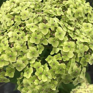 Hydrangea arborescens 'SMNHRL'