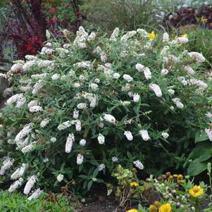 Buddleia x 'Little Angel'