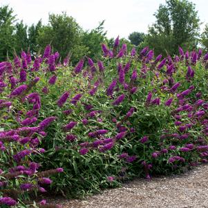 Buddleia davidii 'SRPbudroy'